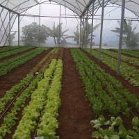 greenhouse lettuce cianjur