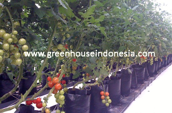 greenhouse pertanian sayuran